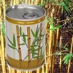 Dosenpflanze Bambus 